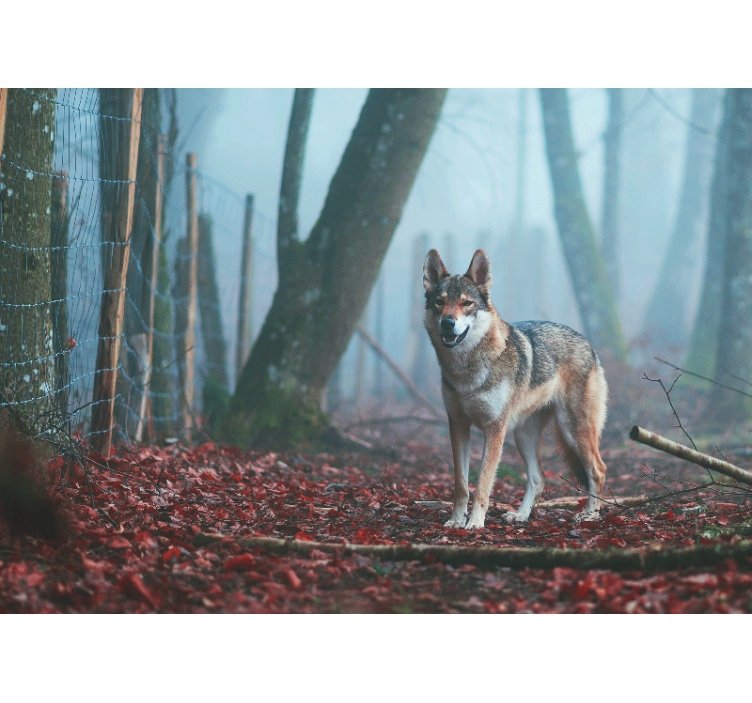 Animal mural wolf in misty forest - TenStickers