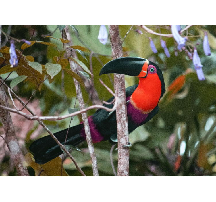 Animal mural colorful toucan display - TenStickers