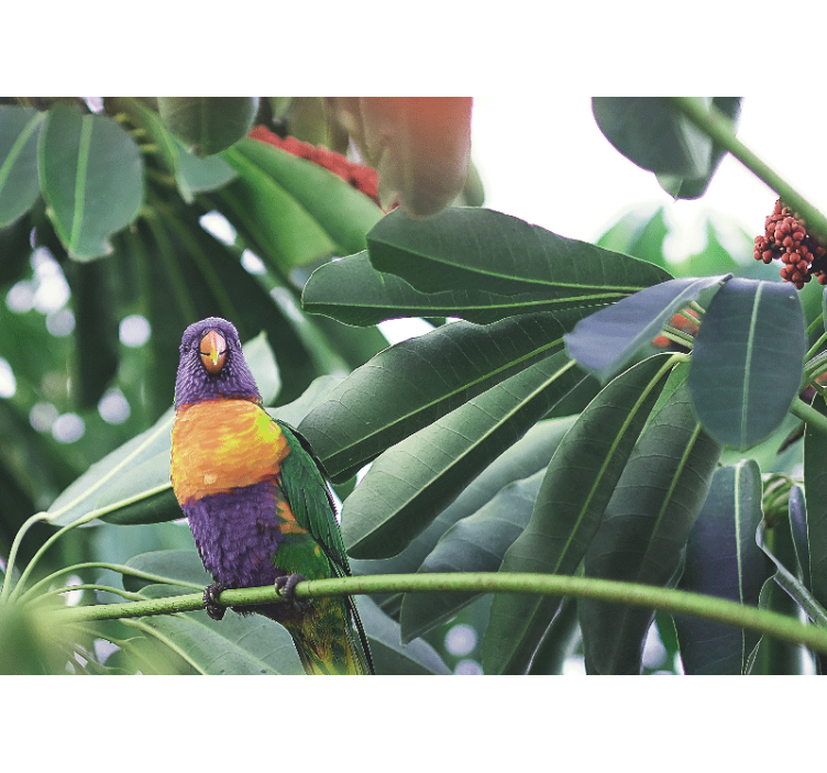 Animal mural colorful parrot perched - TenStickers