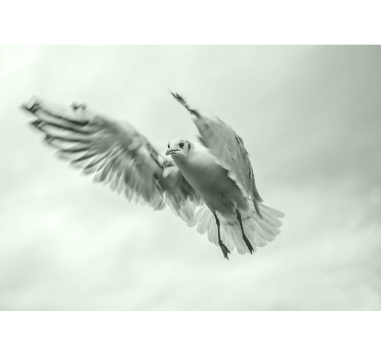 Animal mural of soaring white bird - TenStickers