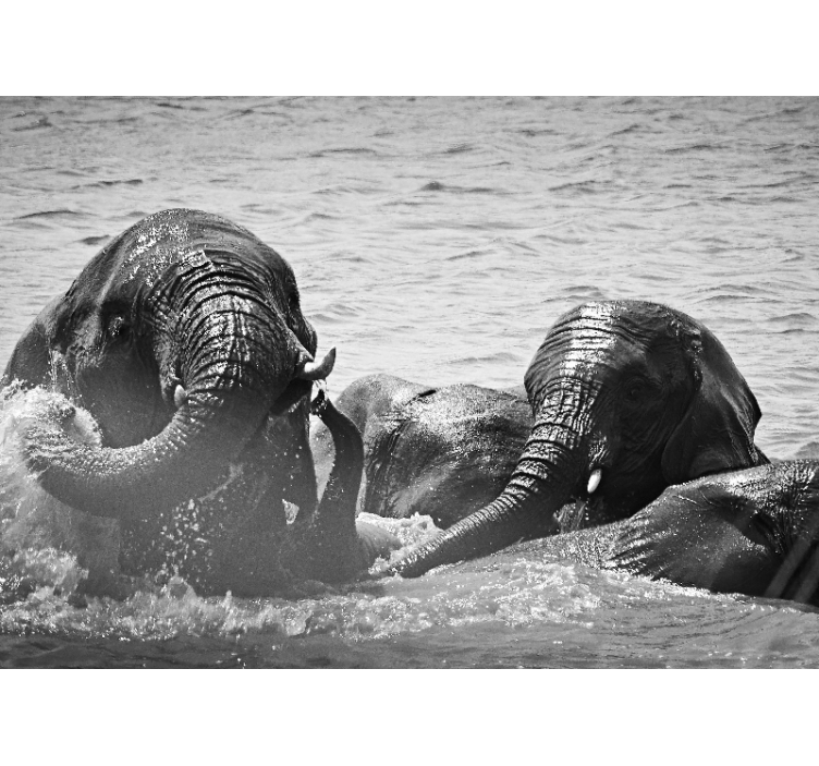 Animal mural elephants in water - TenStickers