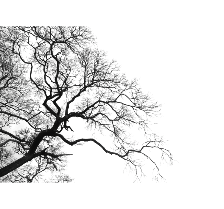 Tree wall mural leafless branches silhouette - TenStickers