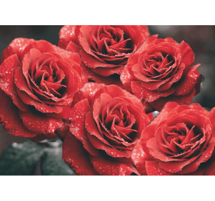 Flower mural of crimson rose blossoms - TenStickers