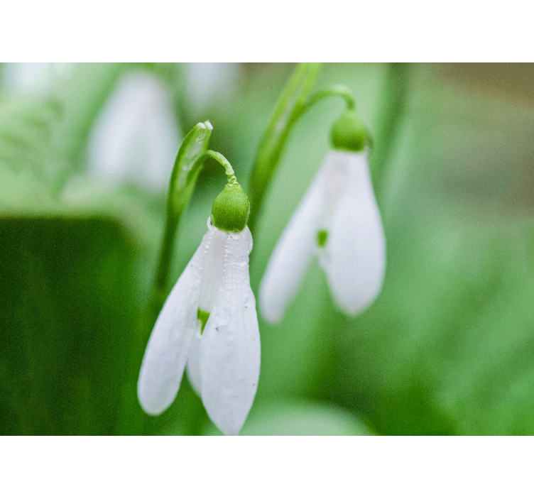 Flower mural snowdrop floral elegance - TenStickers