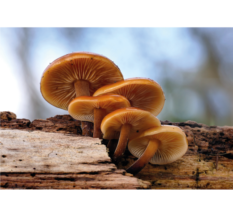 Flower mural mushroom cluster art design - TenStickers