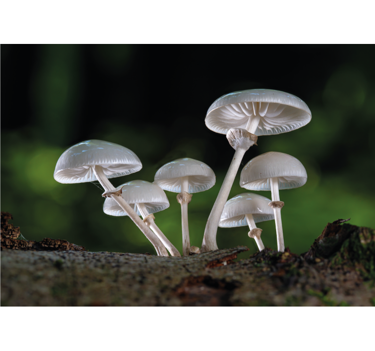 Nature wall mural mushroom cluster growth - TenStickers