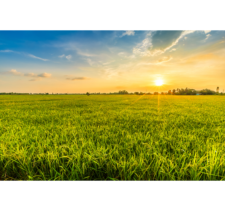 Landscape mural sunset over green fields - TenStickers