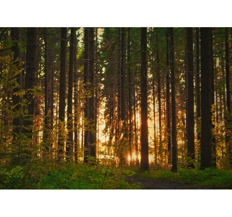 Forest wall mural sunset tree silhouettes - TenStickers