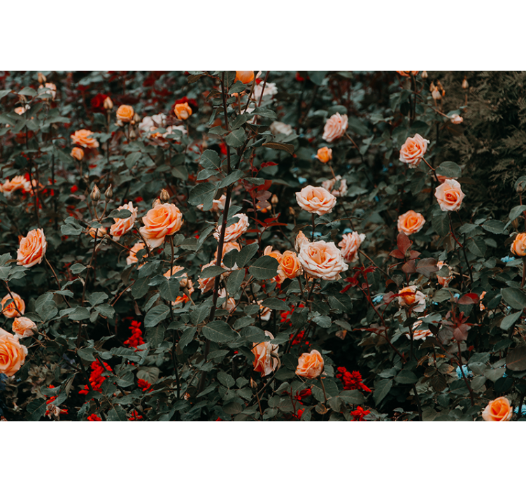 Wall mural roses in bloom - TenStickers