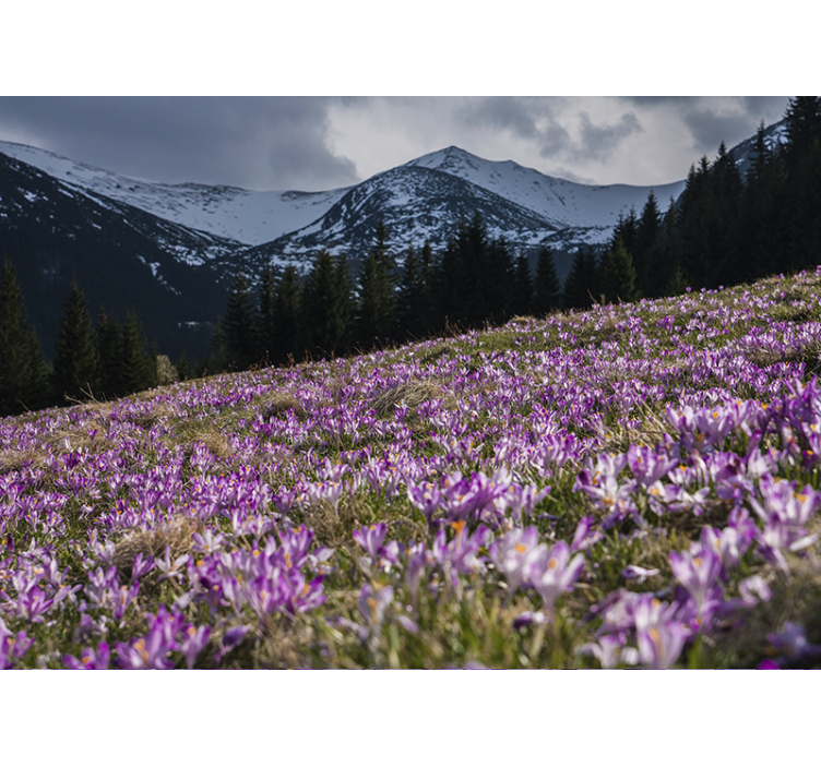 Flower mural crocus blossom field - TenStickers