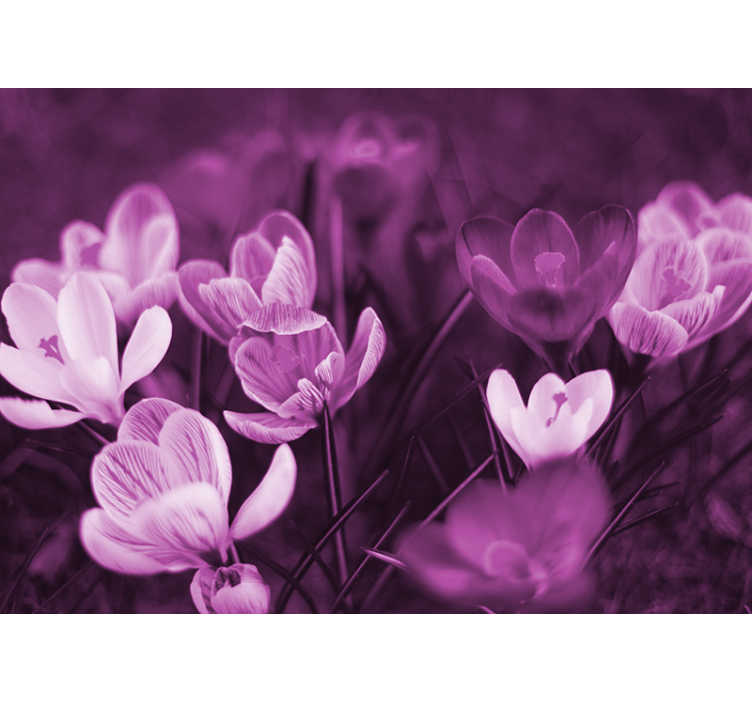 Poppy wall mural delicate floral bloom - TenStickers