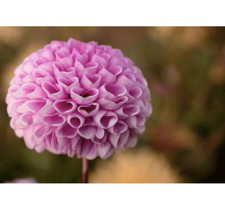 Flower mural pink floral sphere - TenStickers