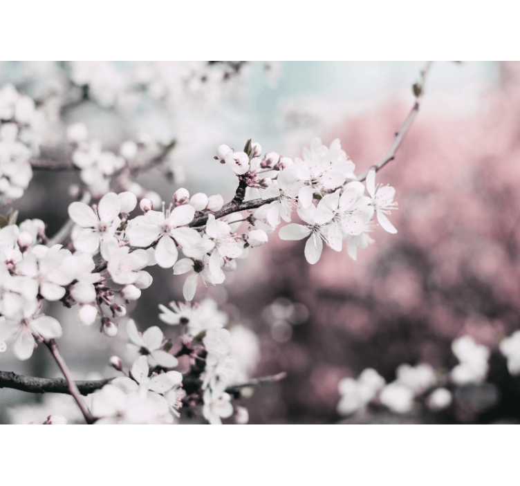 Flower mural sakura bloom branch - TenStickers