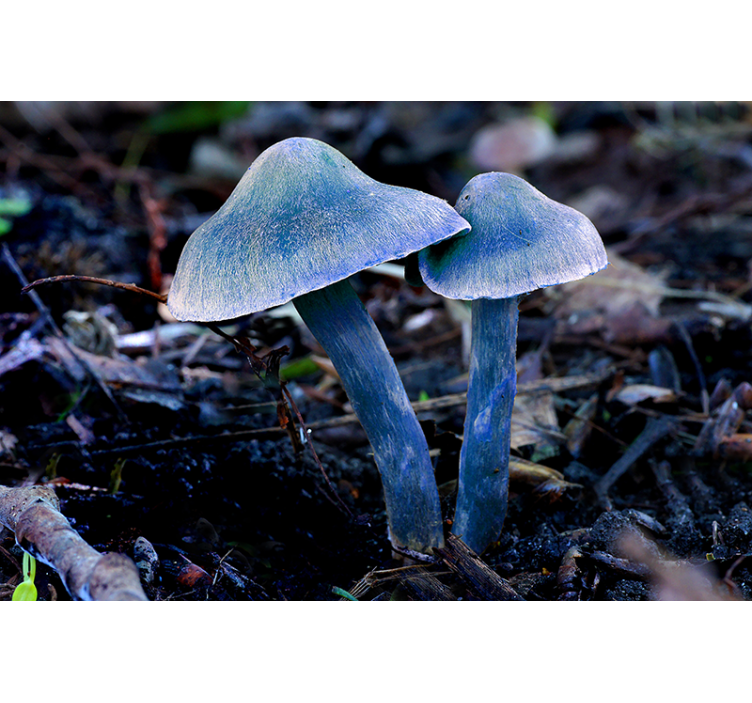 Blue mushrooms and leaves nature wall mural - TenStickers