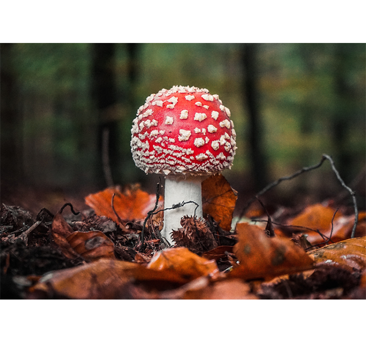 Nature wall mural red toadstool mushroom - TenStickers
