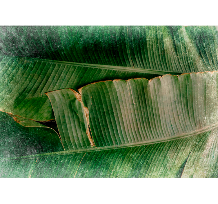 Nature wall mural vibrant foliage layers - TenStickers