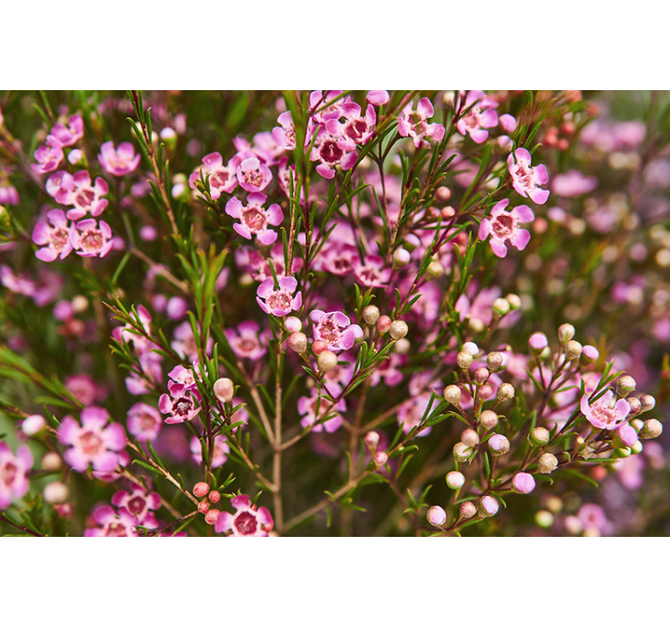 Geraldton Was native flower wall mural - TenStickers