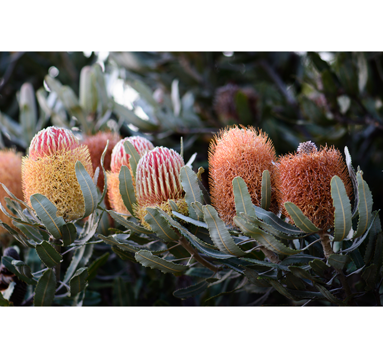 Banksia native Australian plants wall mural - TenStickers