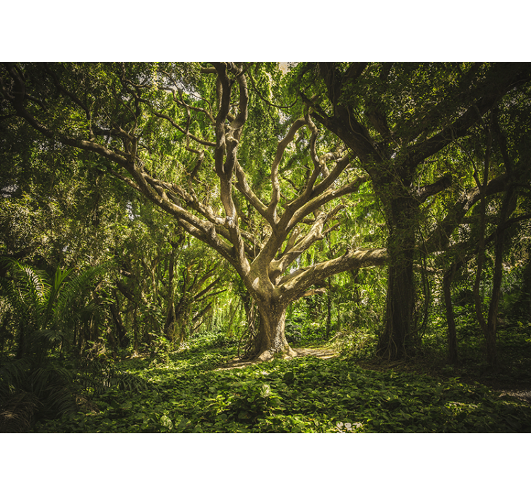 Forest wall mural majestic tree canopy - TenStickers