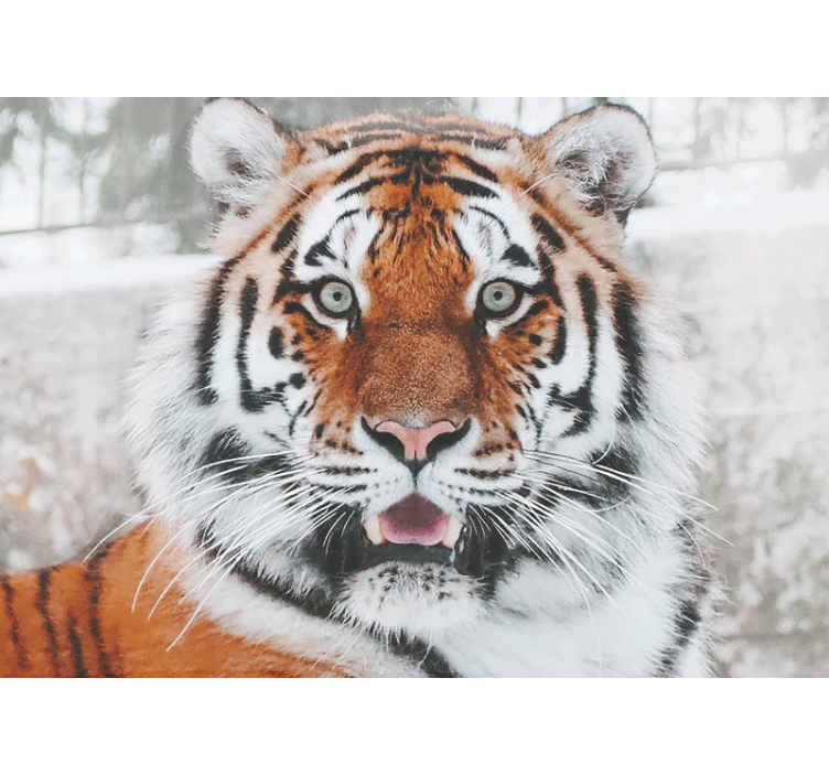 Animal mural regal tiger artwork - TenStickers