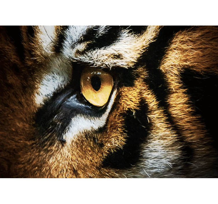 Intense Tiger Gaze animal mural - TenStickers