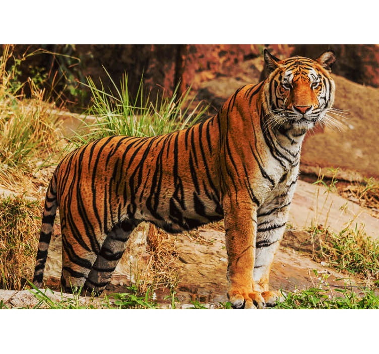 Animal mural majestic tiger presence - TenStickers