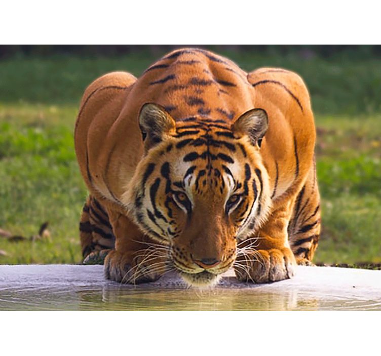 Menacing tiger drinking water wall mural - TenStickers