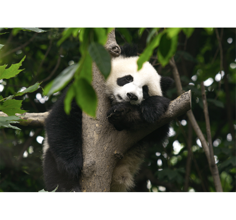 Animal mural panda resting in tree - TenStickers