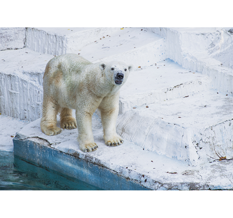 Animal mural polar bear pose - TenStickers