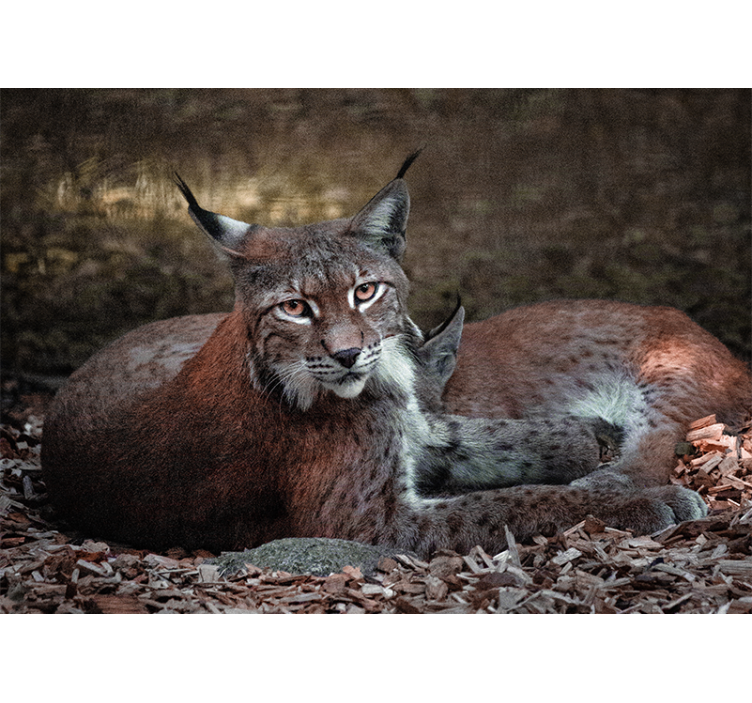 Animal mural lynx sleeping pair - TenStickers