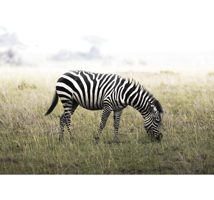 Animal mural zebra grazing serenely - TenStickers