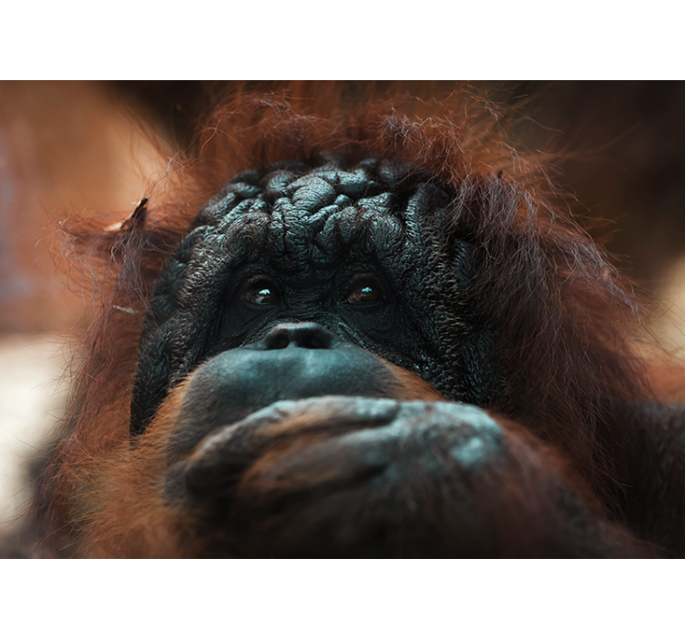 Animal mural of the orangutan's thoughtful gaze - TenStickers