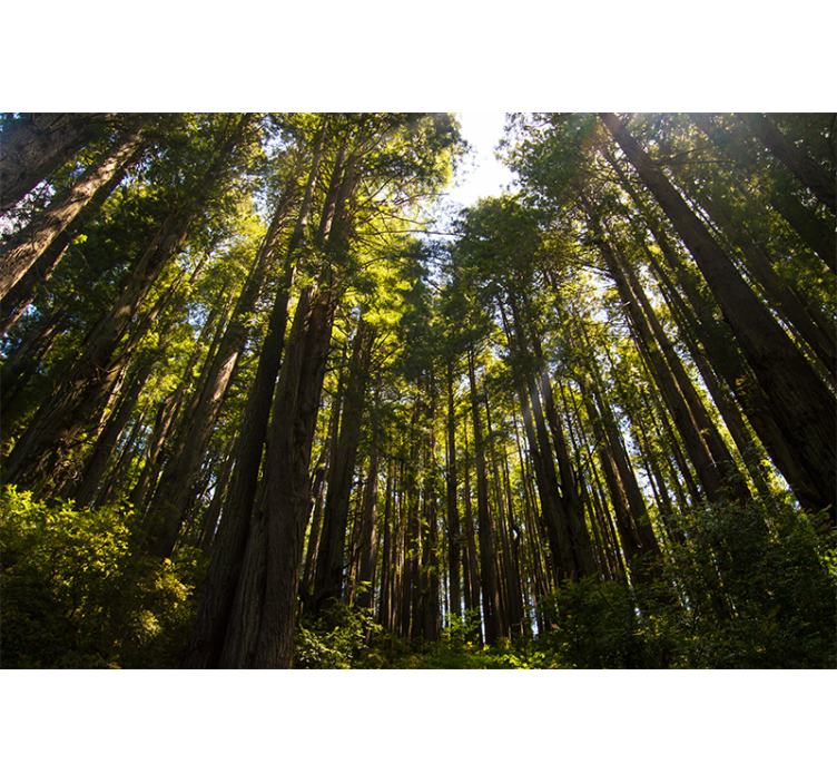 Tall Trees Forest Wall Mural - TenStickers