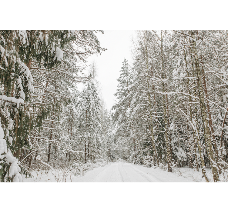 Winter Day Forest Wall Mural - TenStickers