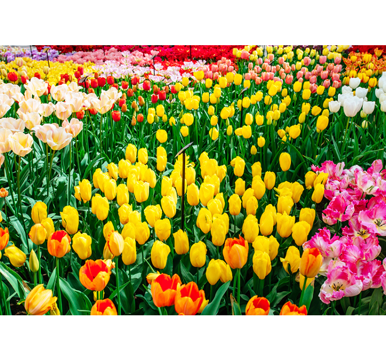 Tulip Field Vista flower mural - TenStickers