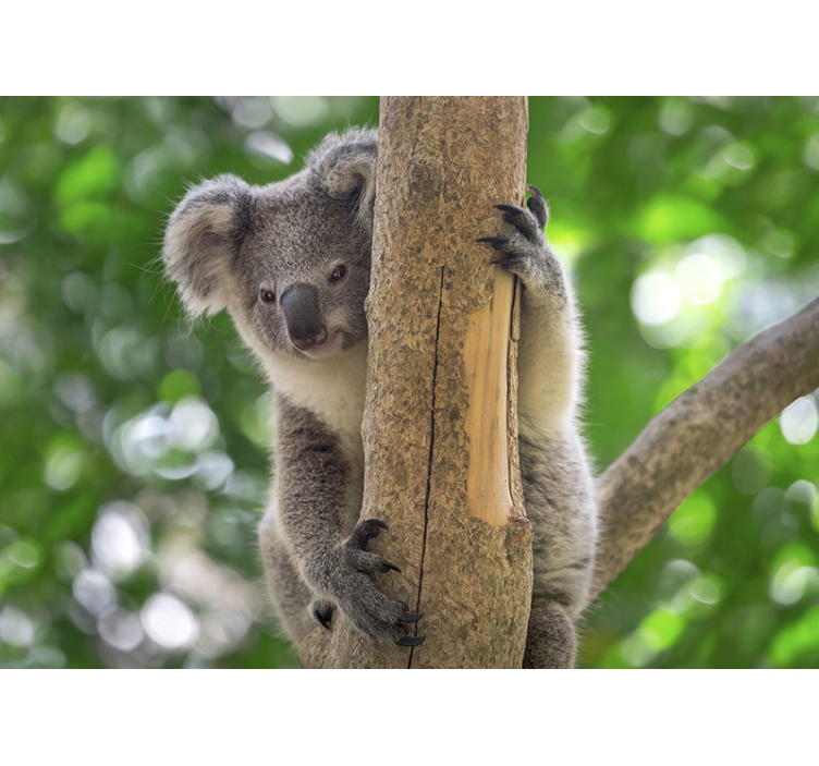 Koala Baby on Tree wall mural - TenStickers