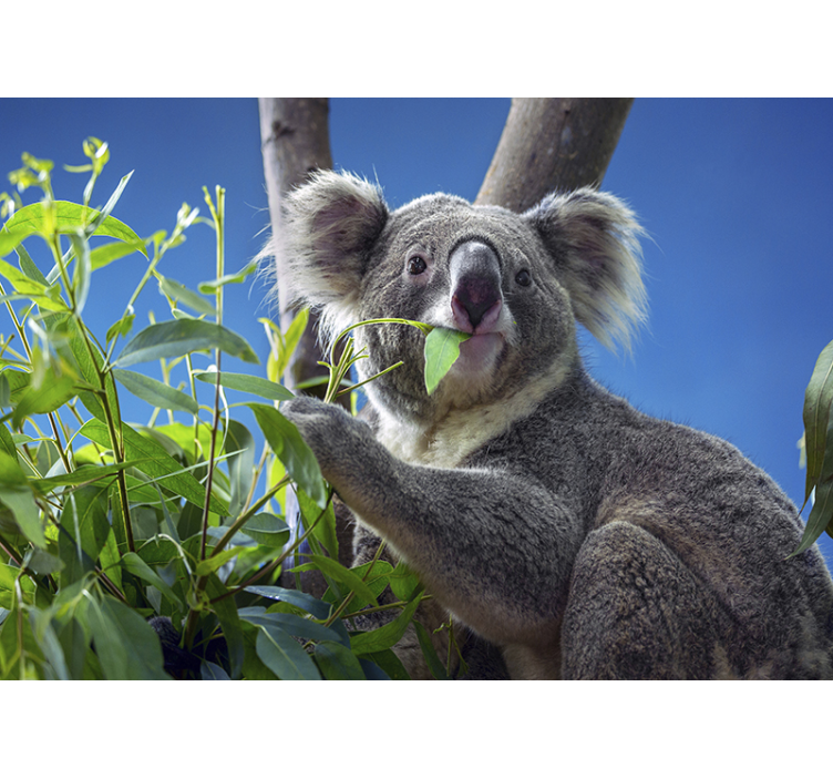 Koala eating eucalyptus leaves wall mural - TenStickers