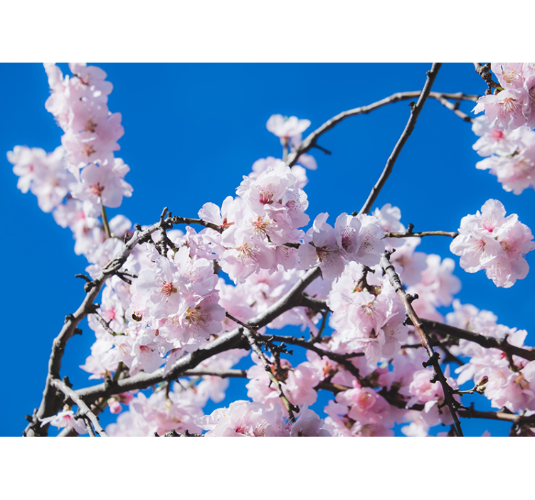 Cherry Blossom Branch flower mural - TenStickers