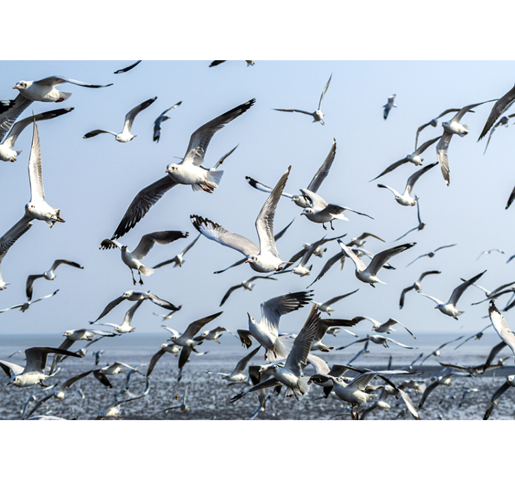 Animal mural gulls in flight - TenStickers