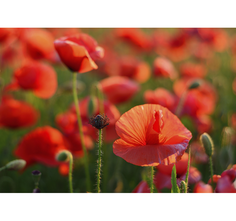 Bright red poppy flowers Wall Mural - TenStickers