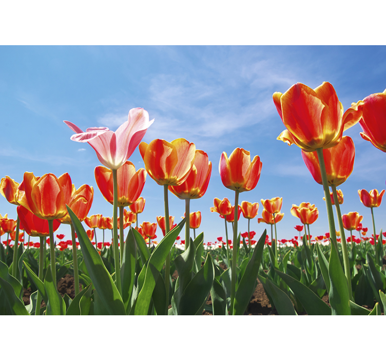 Flower mural lively tulip meadow - TenStickers