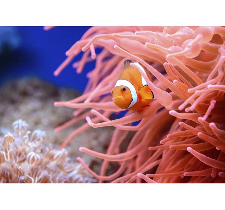 Animal mural clownfish among anemones - TenStickers