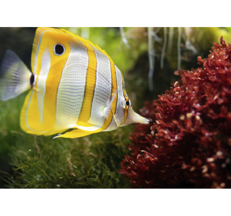 Vibrant Butterfly Fish animal mural - TenStickers