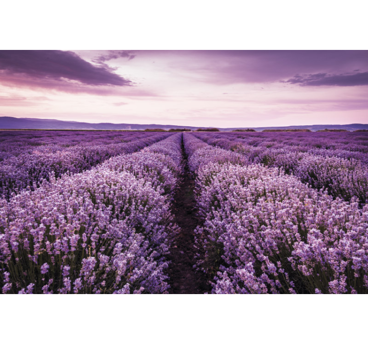 Lavender Field Serenity flower mural - TenStickers