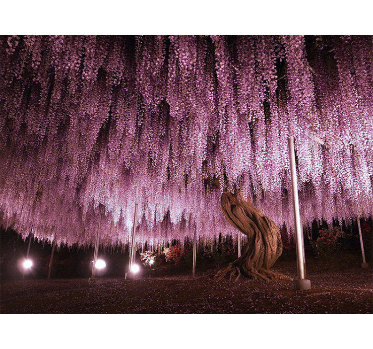 Flower mural wisteria blossom canopy - TenStickers