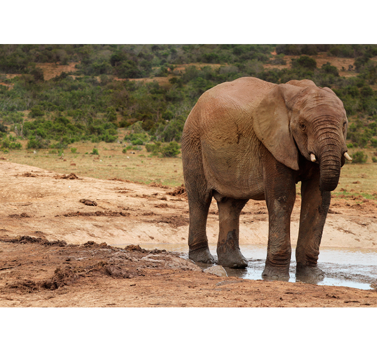 Elephant Encounter animal mural - TenStickers