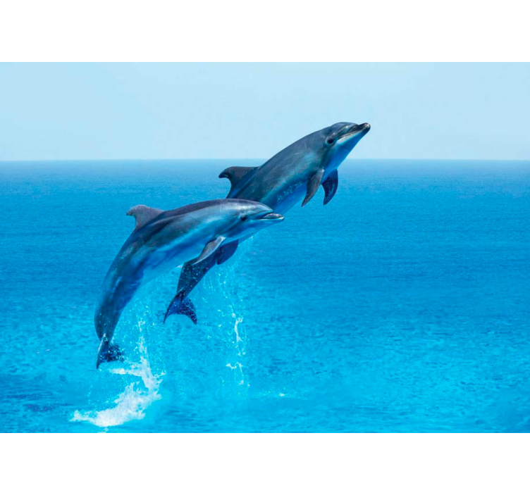Animal mural dolphins leaping playfully - TenStickers