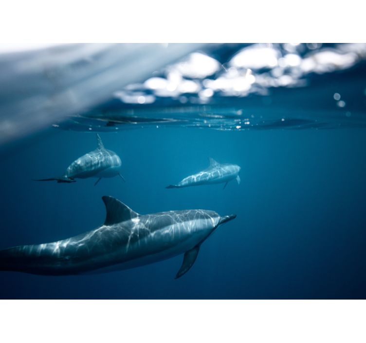 Swimming Dolphins Scene animal mural - TenStickers