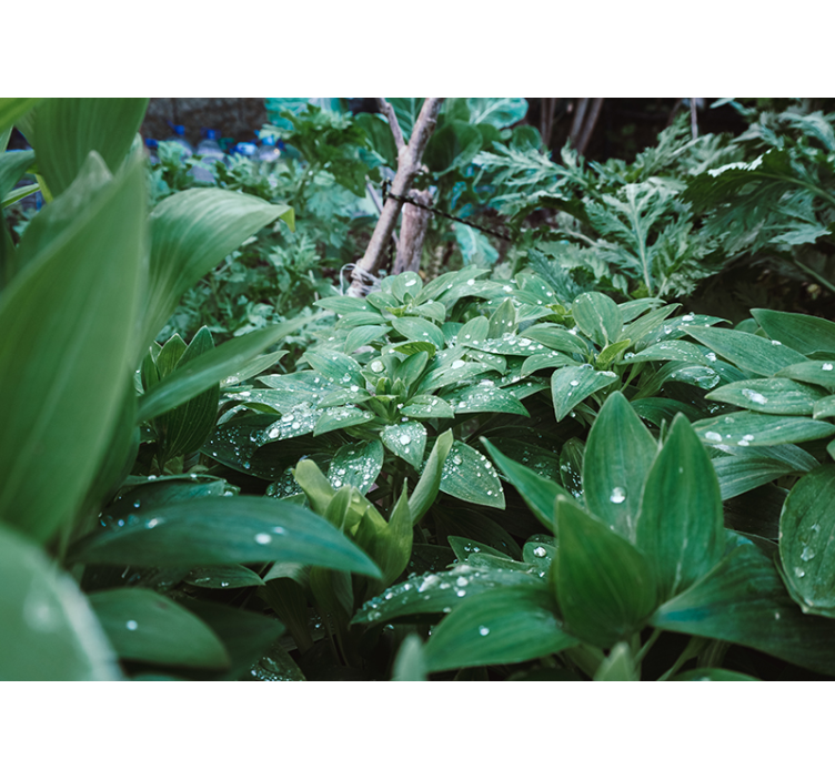 Lush Greenery Texture nature wall mural - TenStickers