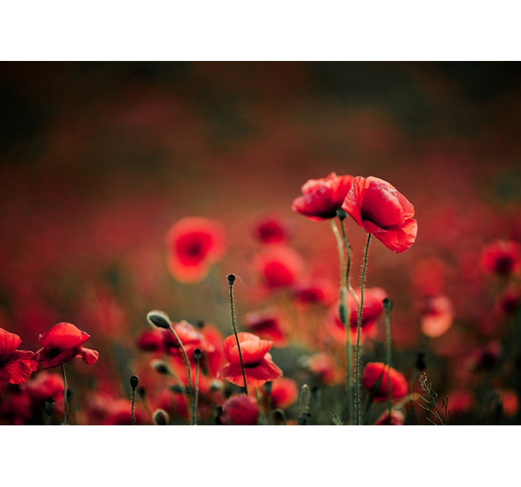 Poppy wall mural brilliant poppy flowers - TenStickers